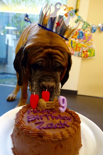 Birthday cake の巻_e0192217_21334957.jpg