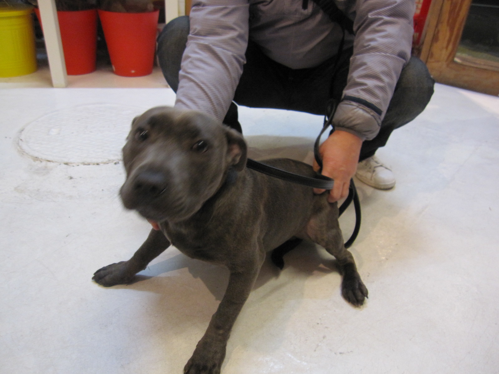 ネビル君 Tomarctus News