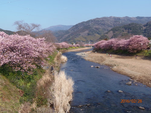 恒例河津桜見物へ（2月28日、日）_c0147935_21261292.jpg