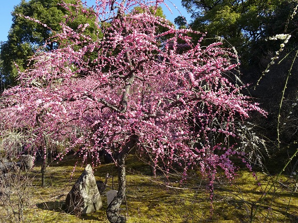 城南宮の枝垂れ梅2016_b0299042_1816048.jpg