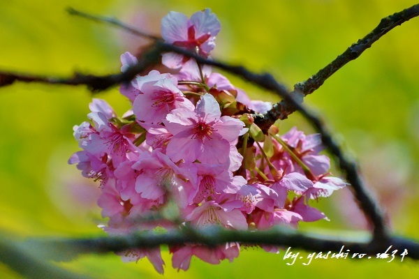 菜の花をバックに！_b0343543_21474595.jpg