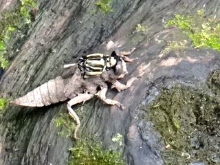 5月4週 虫愛ずる子ら_e0256851_22192739.jpg