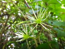5月4週 虫愛ずる子ら_e0256851_225237.jpg