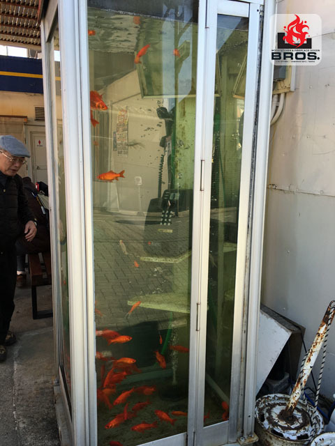 電話ボックスに金魚・・・_e0340651_10454890.jpg