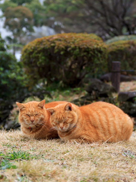 猫のいる風景　日比谷公園　チャッピー仲良し兄弟_b0133053_0221079.jpg