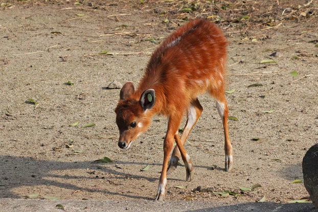 東武動物公園～シタツンガっ仔　その2_e0294253_20115973.jpg