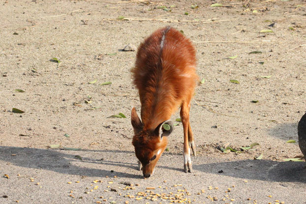 東武動物公園～シタツンガっ仔　その2_e0294253_20122110.jpg