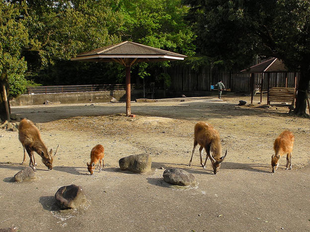 東武動物公園～シタツンガっ仔　その2_e0294253_20144192.jpg