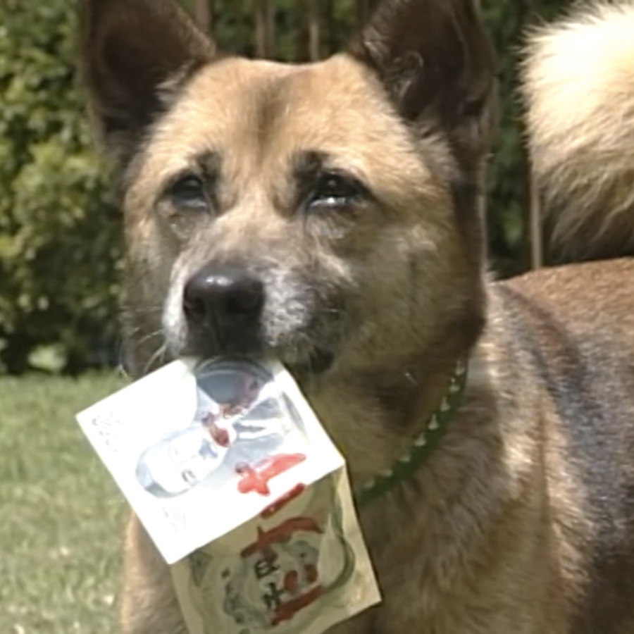 [10000ダウンロード済み√] 家なき子 犬 180719家なき子 犬種