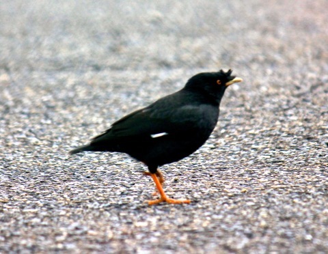 a0248459_20224981.jpg