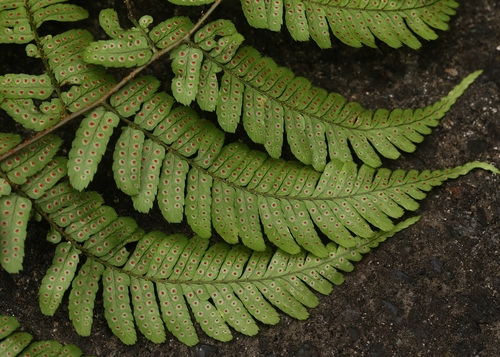 オワセベニシダ Dryopteris ryo-itoana _f0165160_11274739.jpg