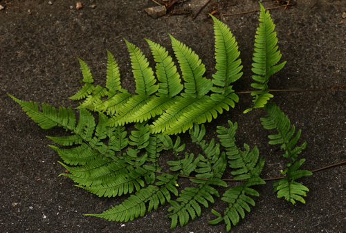 オワセベニシダ Dryopteris ryo-itoana _f0165160_11292718.jpg