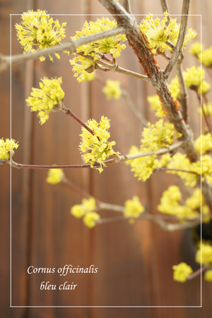 春の枝物 花の香りとともに 春の枝物 花の香りとともに