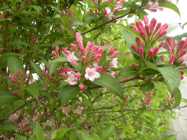 タニウツギ ・ スイカズラ科( Weigela hortensis )_d0321585_15574047.jpg