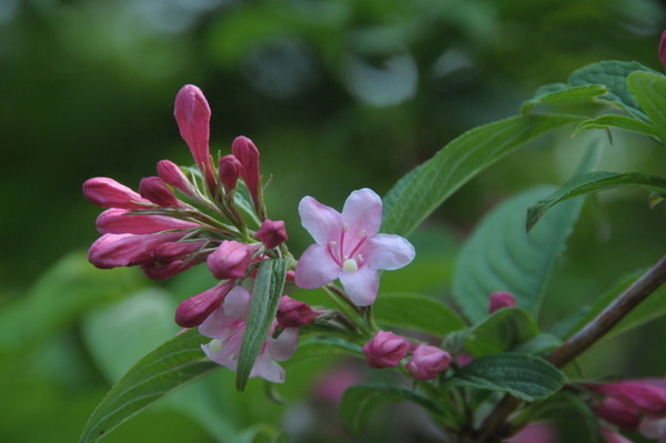 タニウツギ ・ スイカズラ科( Weigela hortensis )_d0321585_15580223.jpg