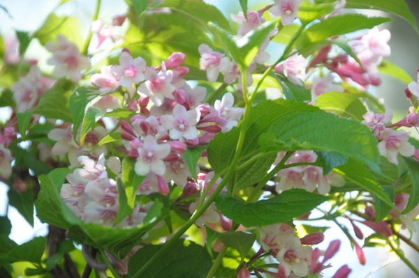 タニウツギ ・ スイカズラ科( Weigela hortensis )_d0321585_15591634.jpg