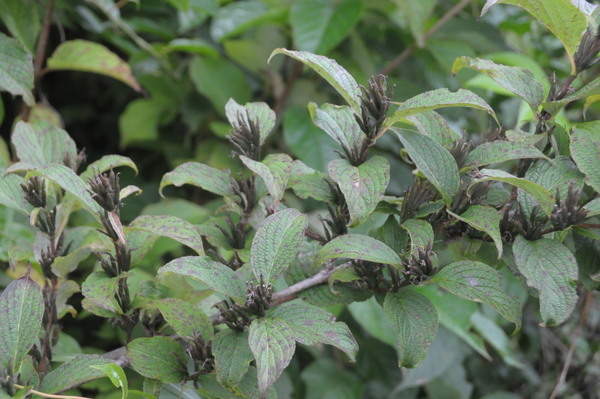 タニウツギ ・ スイカズラ科( Weigela hortensis )_d0321585_16003618.jpg