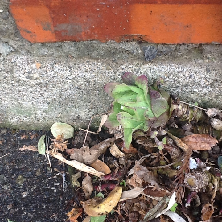 b0330288_09471185.jpeg