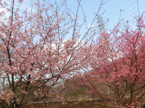 ビーグル連れて河津桜を見に行きました_a0319693_10121847.jpg