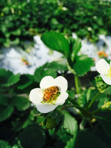 春先取り いちご狩り_a0134394_07260561.jpeg