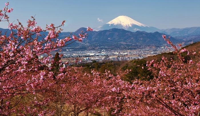 河津桜と菜の花_b0194994_22253615.jpg