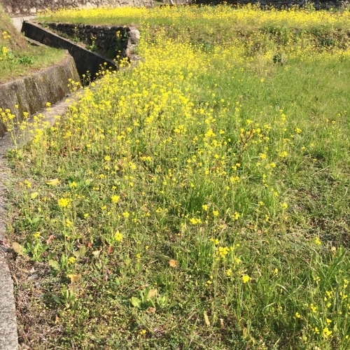 菜の花畑_b0105897_00571812.jpg