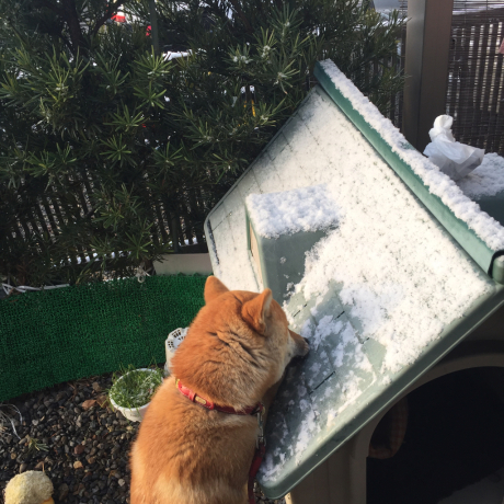 犬小屋に積もった雪、美味しいよー。_a0186615_16062612.jpg