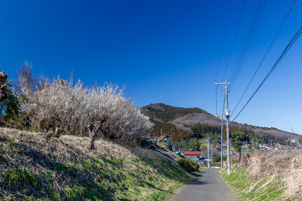 久しぶりに真っ青な空_b0010915_18275116.jpg