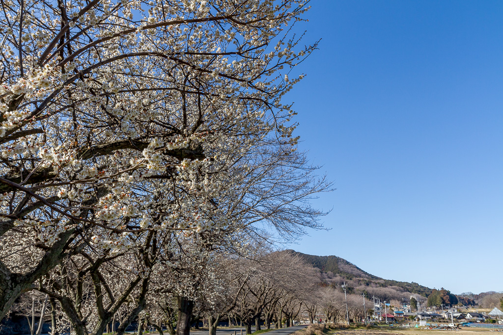 久しぶりに真っ青な空_b0010915_18393358.jpg