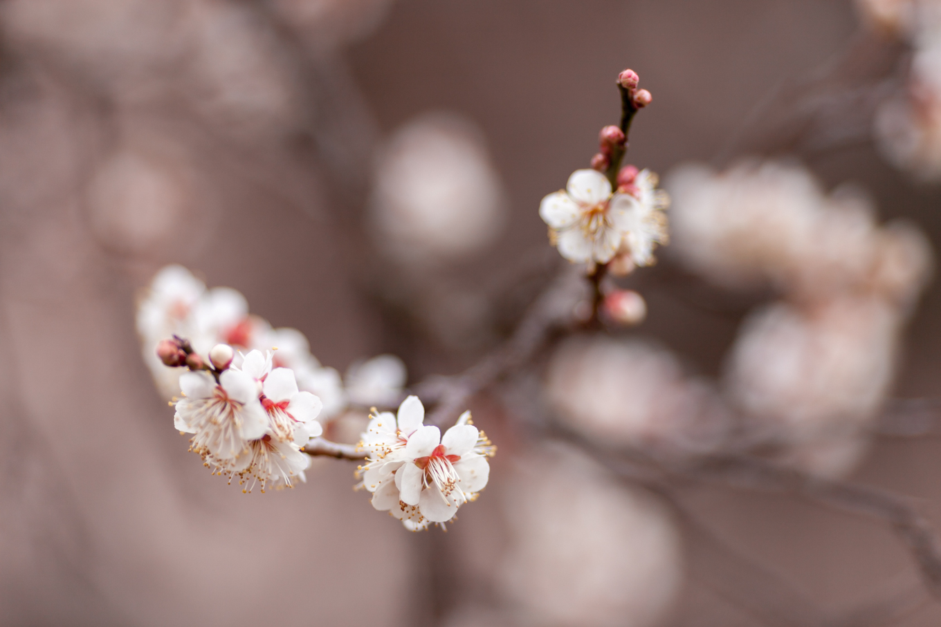 偕楽園の梅の花_c0369219_12325303.jpg