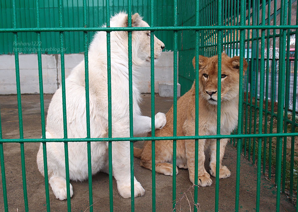 ライオン adidas ZX 8000 