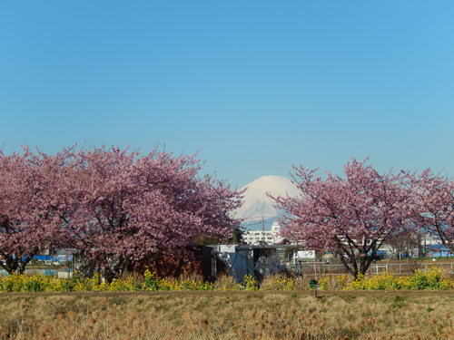 お花見...桜と富士と菜の花_b0137932_14112829.jpg