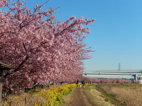 お花見...桜と富士と菜の花_b0137932_14124811.jpg