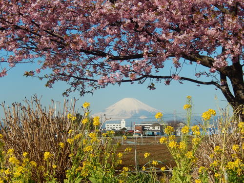お花見...桜と富士と菜の花_b0137932_14131687.jpg