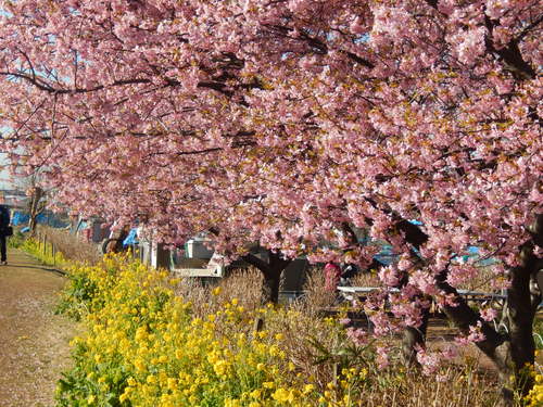 お花見...桜と富士と菜の花_b0137932_14135390.jpg