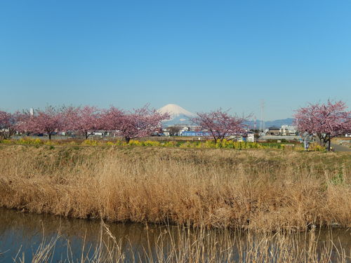 お花見...桜と富士と菜の花_b0137932_1439355.jpg
