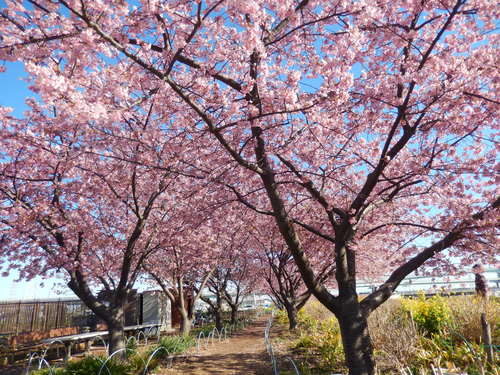 お花見...桜と富士と菜の花_b0137932_1450741.jpg