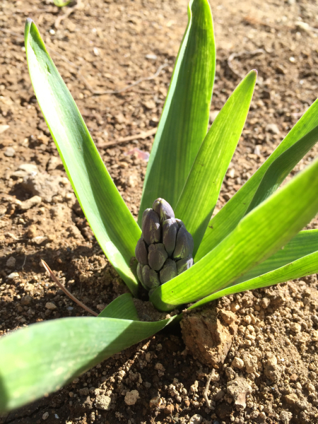 gardener_b0172633_16320493.jpg