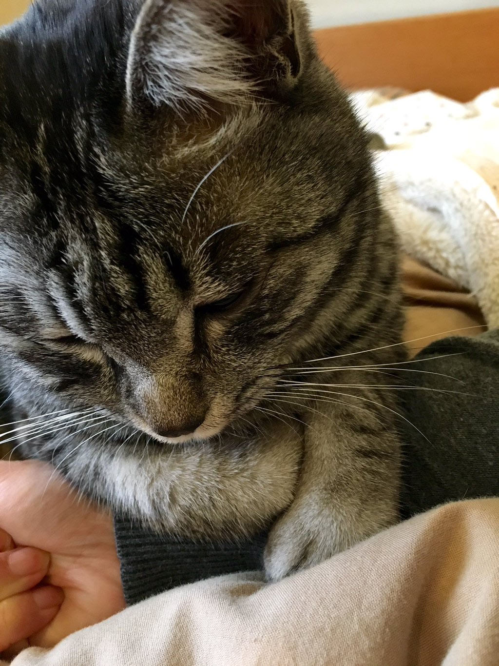 イムにゃん猫風邪(´・ω・`)_d0118933_915533.jpg