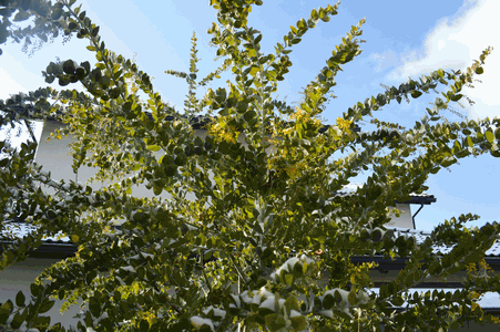 c0136736_9372118.gif