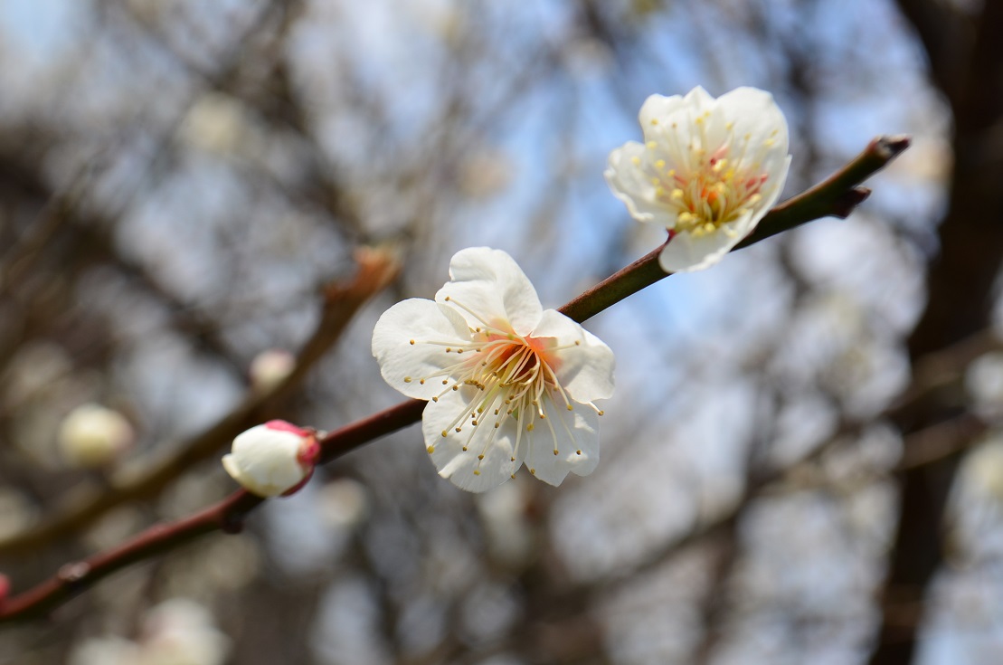 ”きららビーチ焼野と梅の花”_d0153941_17132186.jpg