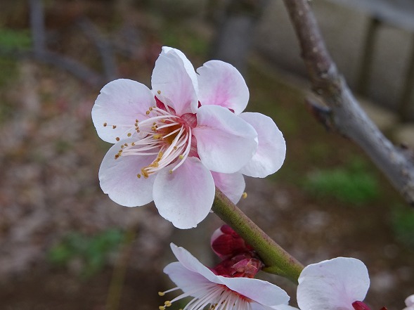 b0299042_2111431.jpg