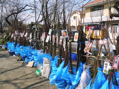 春の訪れを告げる「きくち初市」2016_a0254656_18263015.jpg