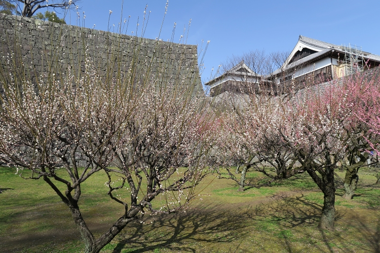 熊本城飯田丸梅園_b0123359_20212541.jpg