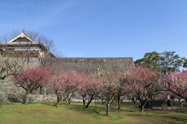 熊本城飯田丸梅園_b0123359_20232027.jpg