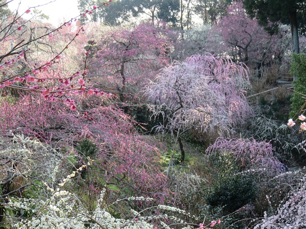 龍尾神社のしだれ梅_d0164761_13265730.jpg