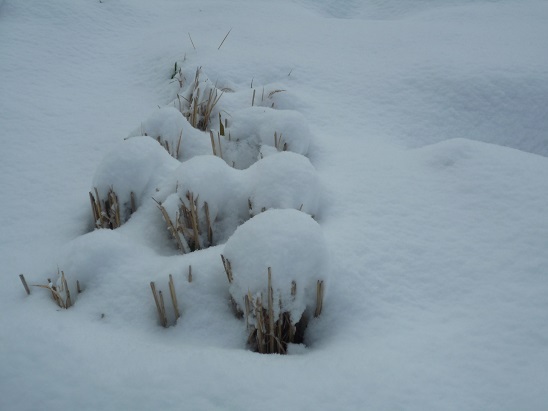 ３月１日　雪_f0032265_21173194.jpg