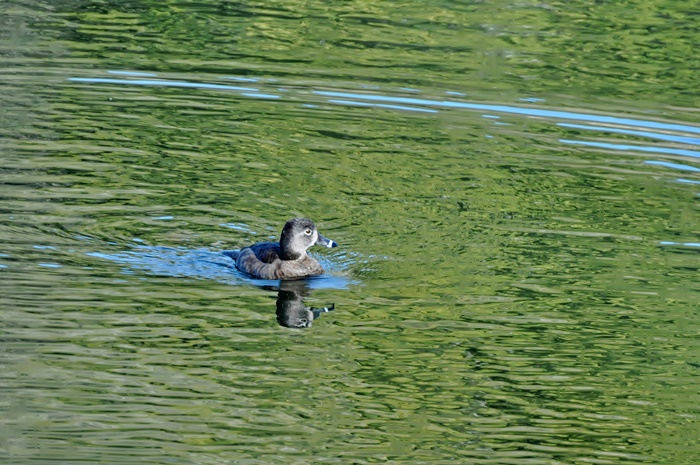 At Lake Alpine_a0126969_7314228.jpg