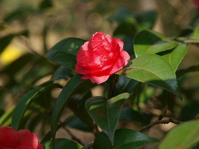 b0006870_2333468.jpg