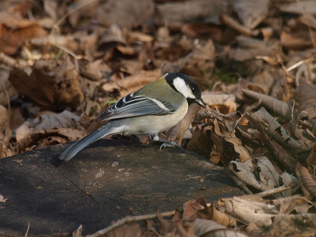b0006870_2334459.jpg